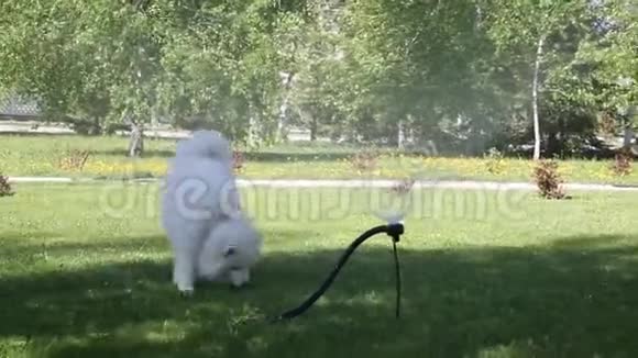 一只白狗玩水管里的水流视频的预览图