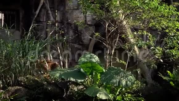 孟加拉虎在树林间散步亚洲的天狼星视频的预览图