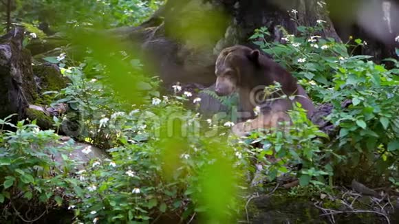 太阳熊在动物园树间森林中的缓慢运动亚洲蜜熊视频的预览图