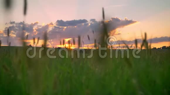 美丽的小麦或黑麦田的移动镜头上面有令人惊叹的日落粉红色的天空和云彩视频的预览图