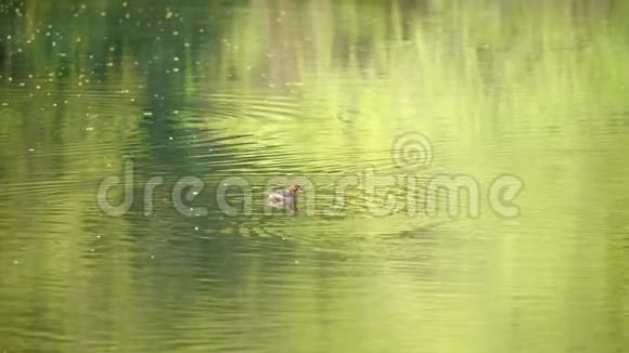 两条漂浮在绿色水面上的野生峭壁潜水寻找食物4k电影慢动作视频的预览图