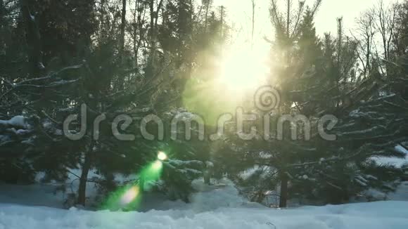 冬天日落时的云杉视频的预览图