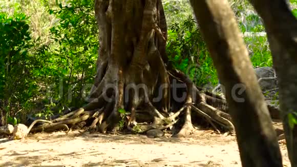 缠绕的根热带树在绿色的森林中靠近丛林中的一棵高大的树有扭曲的根垂直全景图视频的预览图