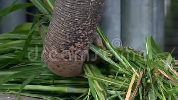 没有象牙的慢动作大象正在吃草关闭亚洲象视频的预览图