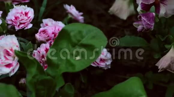 粉色康乃馨视频的预览图