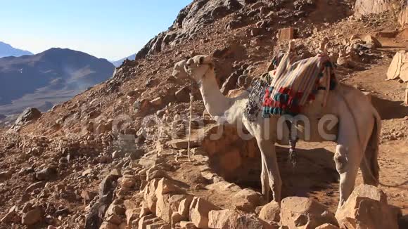 骆驼西奈山埃及视频的预览图