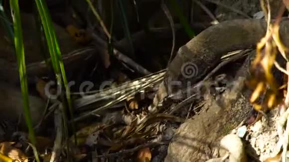 蜥蜴沿着扭曲的根爬在森林里的热带树上关闭热带雨林中的蜥蜴丛林爬行动物野生动物视频的预览图