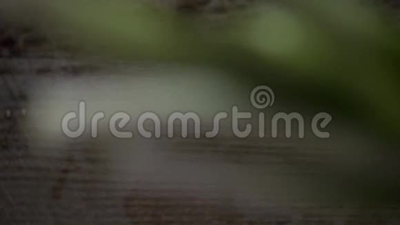 绿色植物的枝条放在木板上视频的预览图