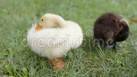 两只小鸭子在公园的草地上清理羽毛视频的预览图