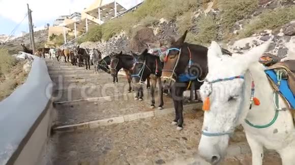 骑着马鞍的驴排马镫准备骑在立路上旅游视频的预览图