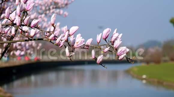 春天的花朵系列紫色的玉兰花在风中蓝天和河流的背景视频的预览图