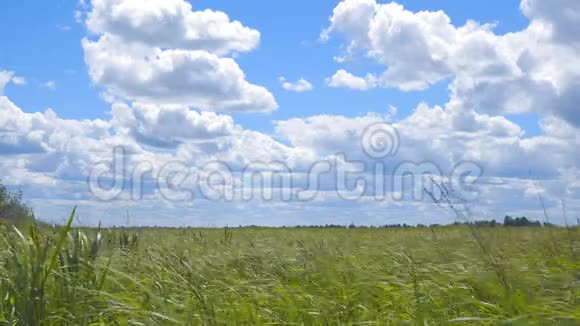 风中的草在美丽的多云天空下视频的预览图