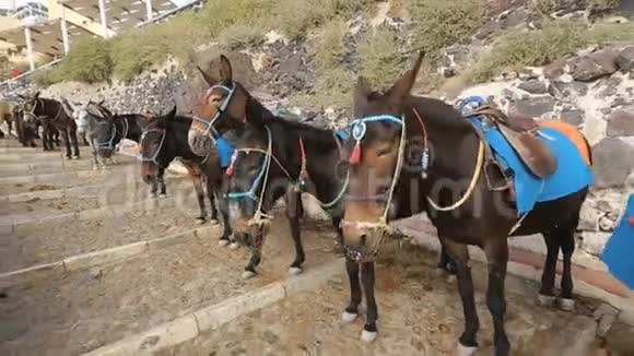配备骑驴沿道路排队乘坐动物旅游景点视频的预览图