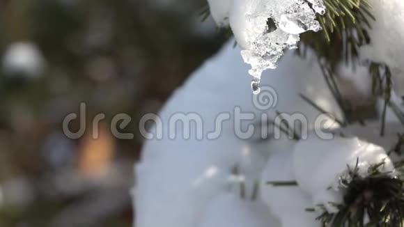 慢镜头从云杉树枝上滴下一滴融化的雪视频的预览图