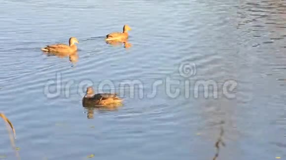野鸭德雷克清洁水中的羽毛狂野的自然观鸟视频的预览图