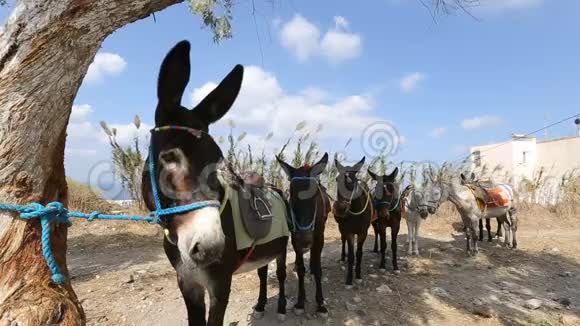 骑着驴子站在一个又一个的队伍中动物作为运输工具视频的预览图