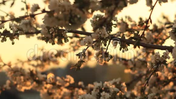 樱花树开花春视频视频的预览图