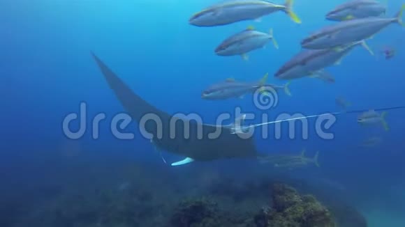 曼塔雷和五颜六色的鱼学校优雅和平的蓝海珊瑚礁曼塔视频的预览图
