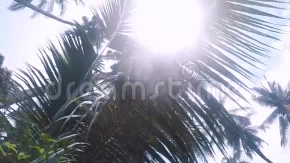 阳光透过丛林中一棵棕榈树的树枝照耀视频的预览图