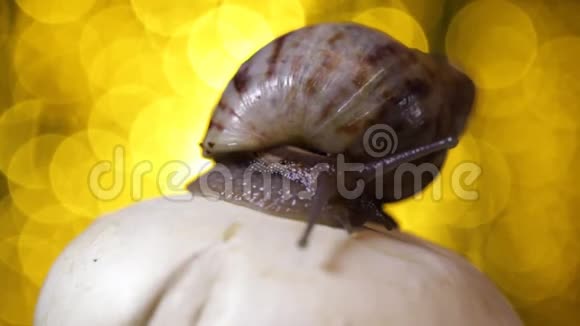 在蘑菇上蜗牛视频的预览图
