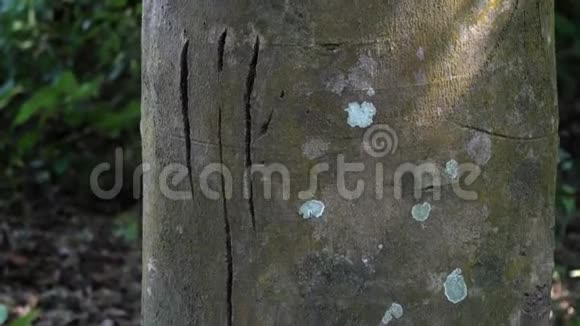虎爪抓树树干上的划痕视频的预览图