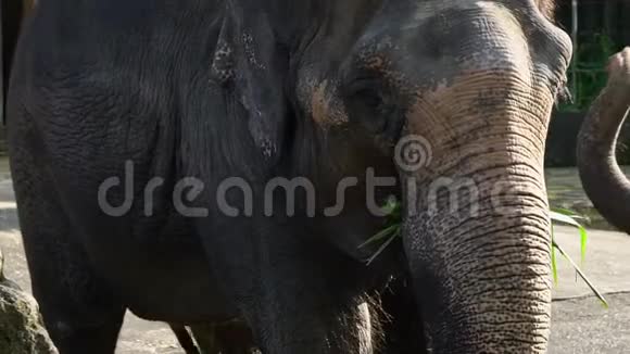 大象的慢动作在动物园吃草靠近亚洲象视频的预览图