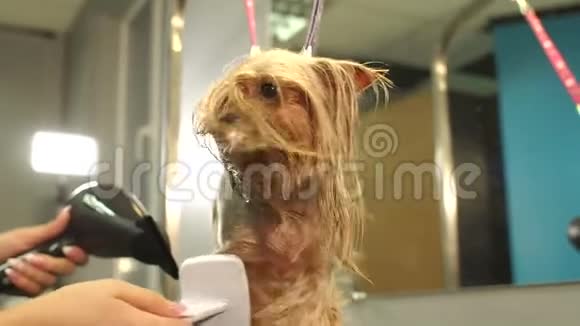 在兽医诊所里一个修衣者用吹风机擦干约克郡梗的头发视频的预览图