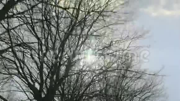 透过潮湿的树木向太阳移动视频的预览图