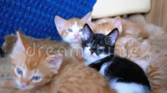 毛茸茸的可爱的四只小猫躺在家里的沙发上同时也是环顾四周的乐趣视频的预览图
