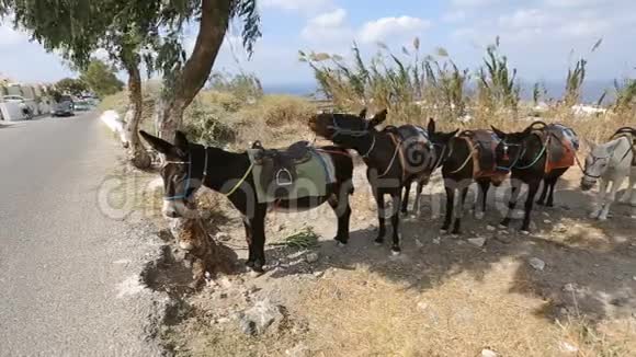 一排装备齐全的驴系在一起站在路边视频的预览图