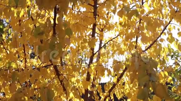 阳光穿过杏黄的秋叶秋天的美丽视频的预览图