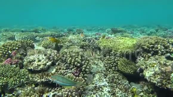 水下五颜六色的热带鱼类和美丽的珊瑚视频的预览图