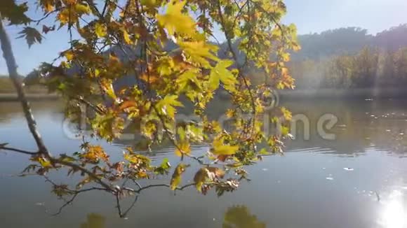 背景下的树和平静湖的近景视频的预览图