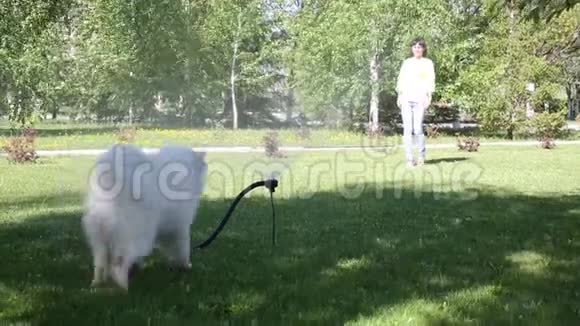 一只白狗玩水管里的水流视频的预览图
