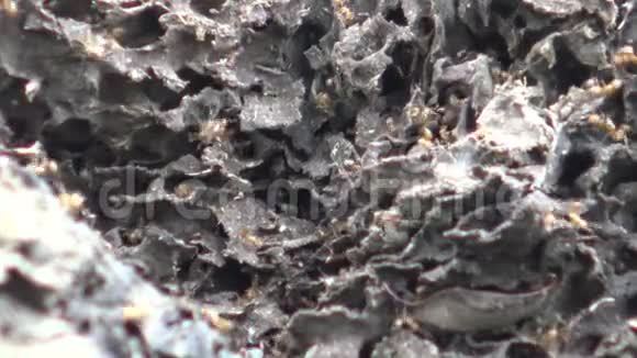 携带鸡蛋回巢的蚁群视频的预览图