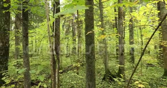 白俄罗斯贝雷辛斯基生物圈保护区秋林生态木登林道路视频的预览图