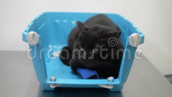 一只悲伤的黑猫正在兽医诊所等待兽医的预约它坐在宠物载具里视频的预览图