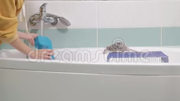 一个年轻的女人照顾一只宠物用水冲洗水龙头下的迷宫清理浴室里的笼子一只啮齿动物视频的预览图