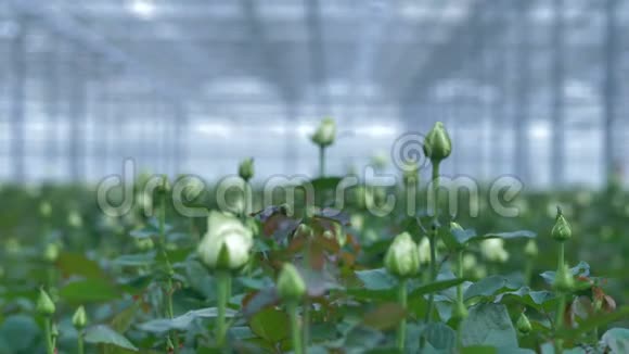 在小的白色玫瑰灌木丛中的特写镜头4K视频的预览图