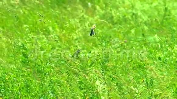 野地里坐在草地上的小鸟视频的预览图