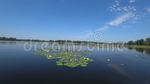 伏尔加河上生长着许多百合花视频的预览图
