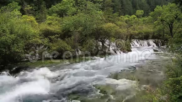 森林里的河流视频视频的预览图