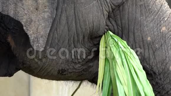 没有象牙的慢动作大象正在吃草关闭亚洲象视频的预览图