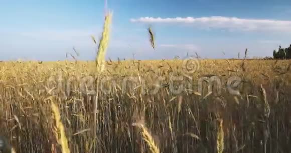 夏日带小麦田的乡村景观六月麦茎随风摇摆视频的预览图