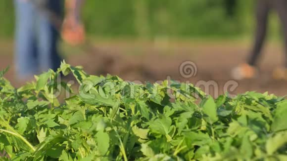 一个女人和一个男人在一个蔬菜种植园里种西红柿的嫩芽视频的预览图