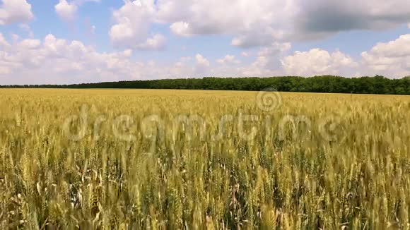 熟小麦的田视频的预览图