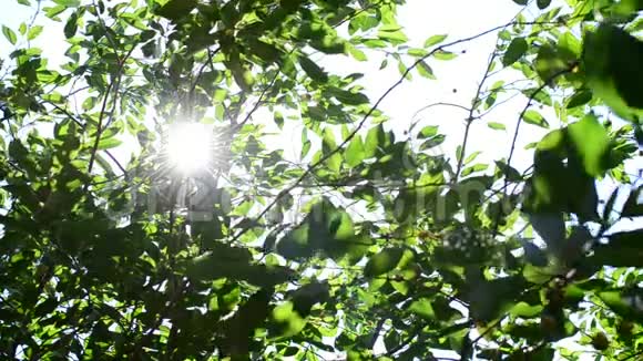 阳光闪烁阳光透过绿色的树叶照射进来视频的预览图