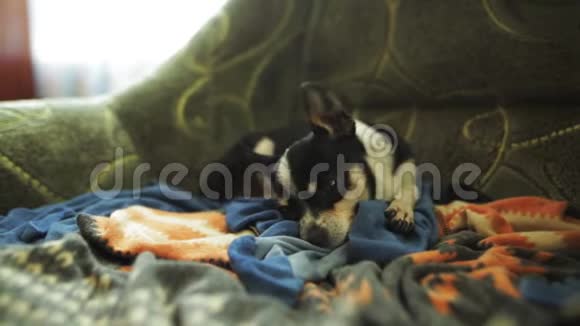 睡狗在扶手椅上奇瓦瓦或玩具店视频的预览图