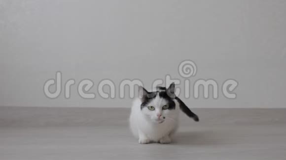 有黑点的白色家猫想猫白色背景视频的预览图