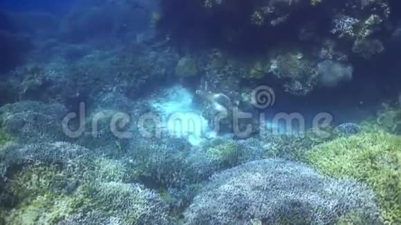 绿海龟上升到水面呼吸视频的预览图